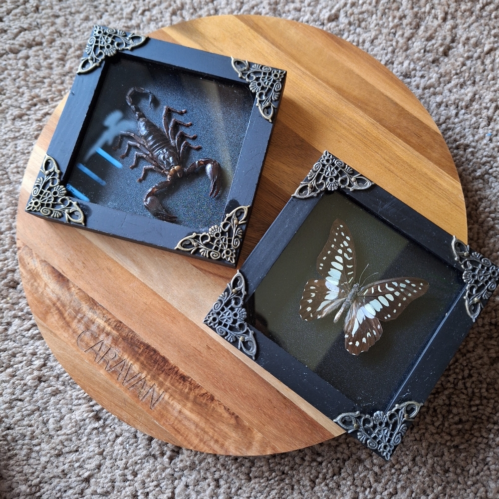 2 Framed Scorpion & Blue Butterfly Insect Shadow Box Real